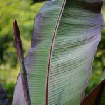 Palmblatt für Bio Einweggeschirr